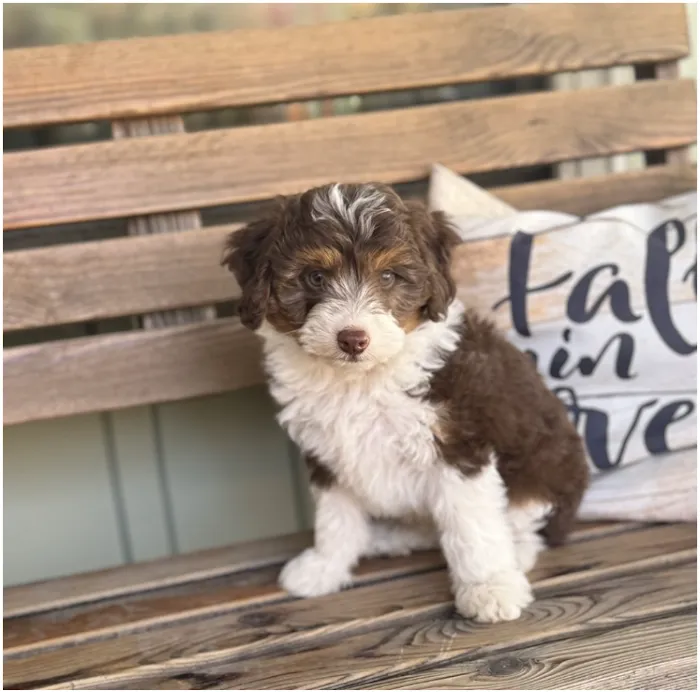Amore Pet Grooming Kendall Picture 7