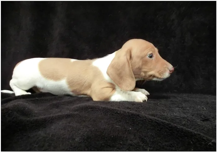 Amore Pet Grooming Kendall Picture 4