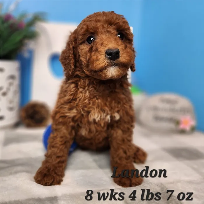Amore Pet Grooming Kendall Picture 6