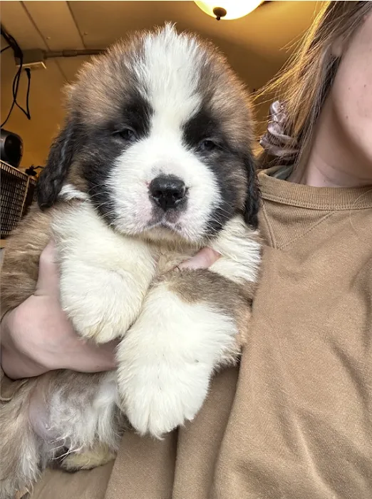 Amore Pet Grooming Kendall Picture 5