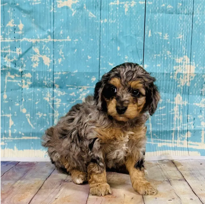Amore Pet Grooming Kendall Picture 10