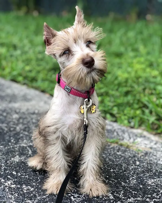Petland Miami Picture 9