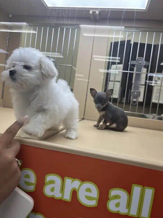 Petland Miami Picture 3