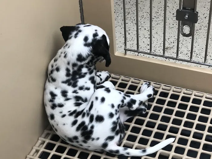 Petland Miami Picture 1