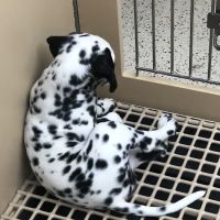 Petland Miami ico