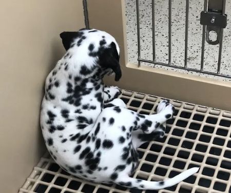 Petland Miami