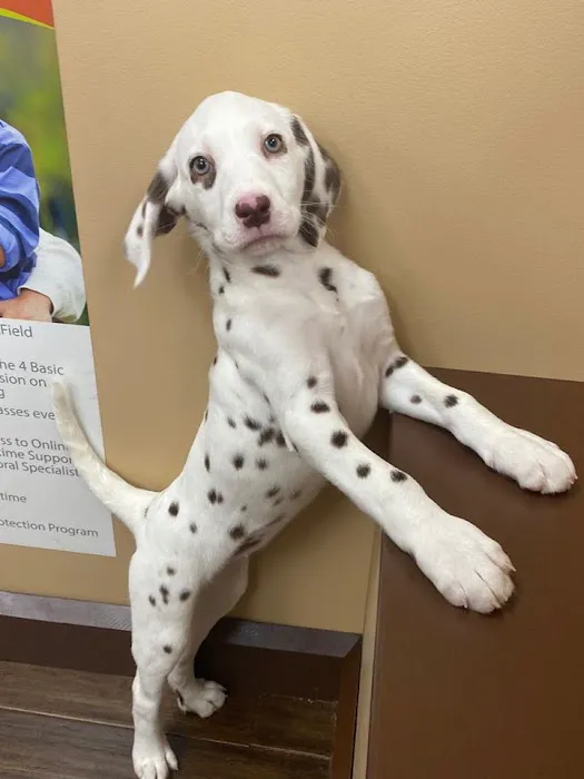 Petland Miami Picture 5