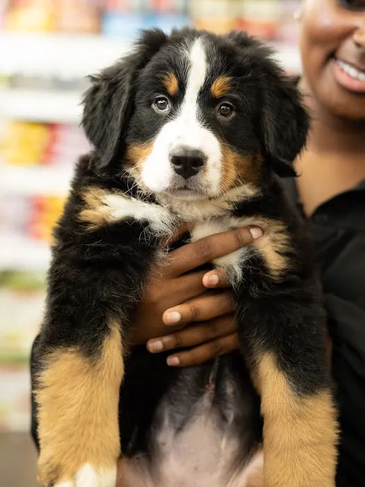 Petland Miami Picture 10