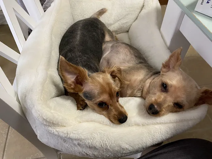 Savannah Animal Hospital Picture 4