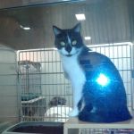 Petco