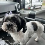 Pet Medical Center