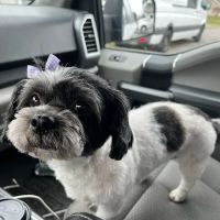 Pet Medical Center ico