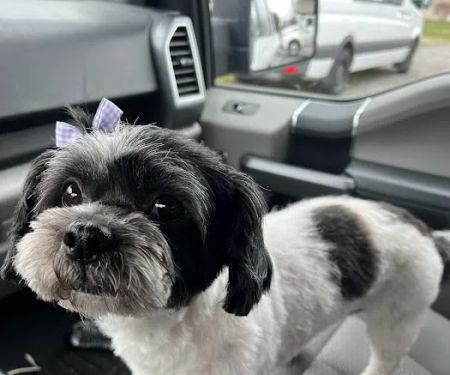 Pet Medical Center
