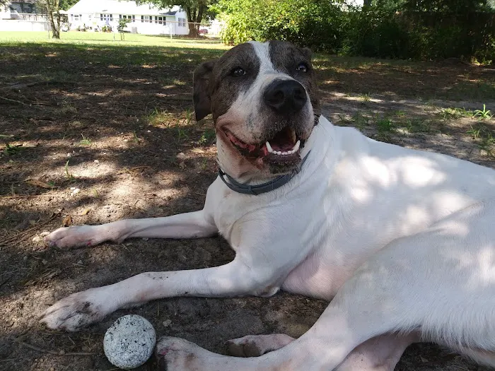 Pet Medical Center Picture 4