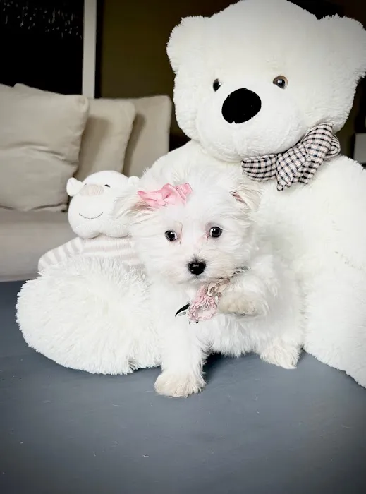 Dog Boutique Store Picture 1