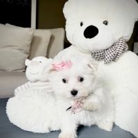 Dog Boutique Store ico