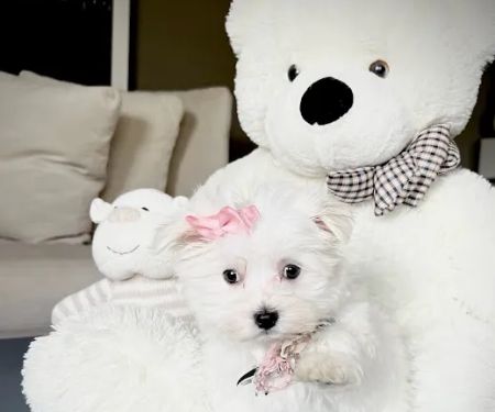 Dog Boutique Store