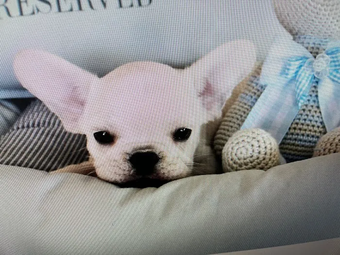 Dog Boutique Store Picture 7