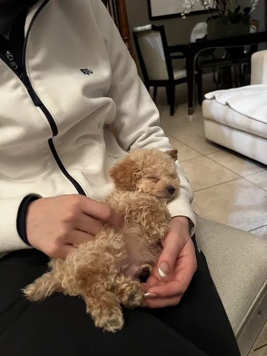 Dog Boutique Store Picture 8