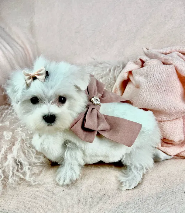 Dog Boutique Store Picture 6