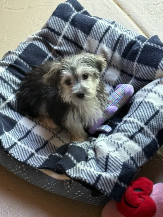 Dog Boutique Store Picture 10