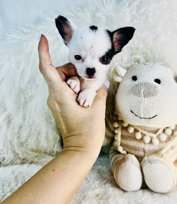 Dog Boutique Store Picture 4