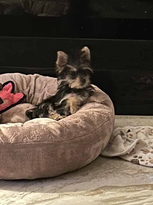 Dog Boutique Store Picture 3
