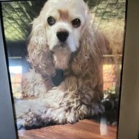 Lonestar Animal Hospital PA ico