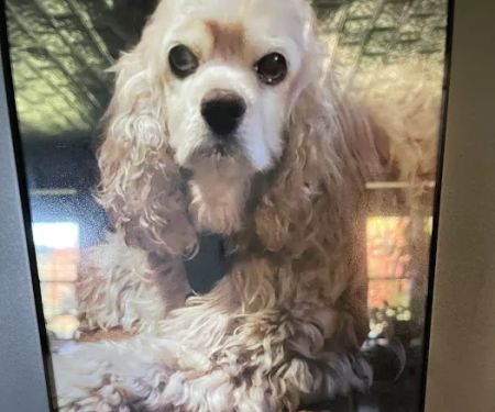 Lonestar Animal Hospital PA