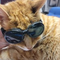 Peninsula Animal Hospital ico