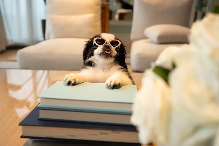 Forever Love Puppies Miami Picture 3