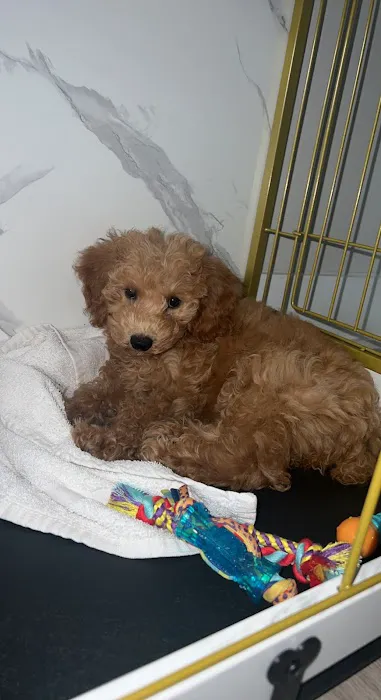 Forever Love Puppies Miami Picture 6