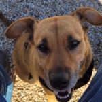 Cabin Creek Animal Hospital