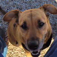 Cabin Creek Animal Hospital ico