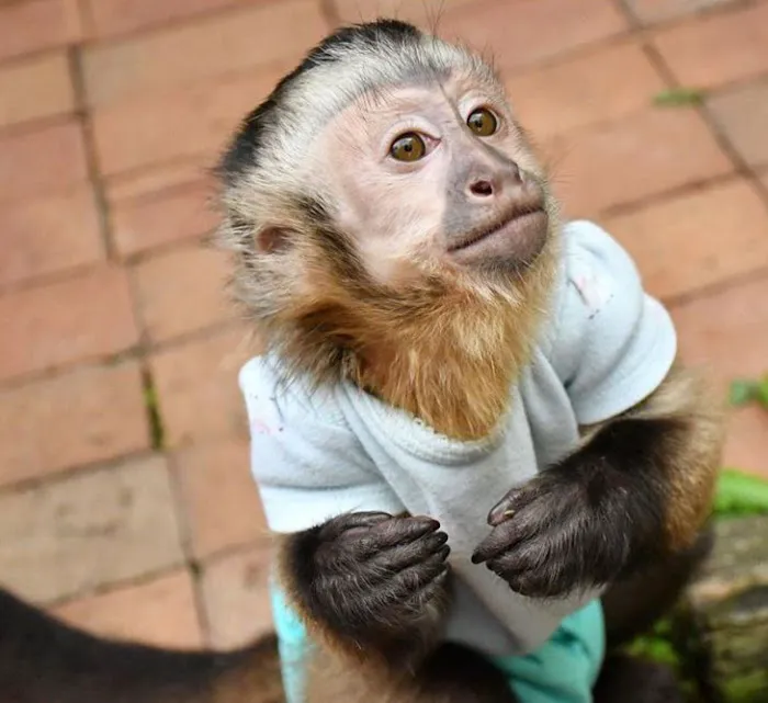 Katherine Baby Monkeys For Sale ( Capuchin monkeys for sale. Marmoset monkeys for sale. Spider & Woolly monkeys for sale) Picture 7