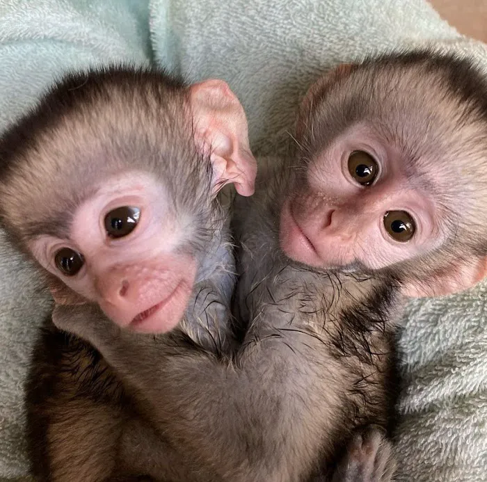 Katherine Baby Monkeys For Sale ( Capuchin monkeys for sale. Marmoset monkeys for sale. Spider & Woolly monkeys for sale) Picture 9