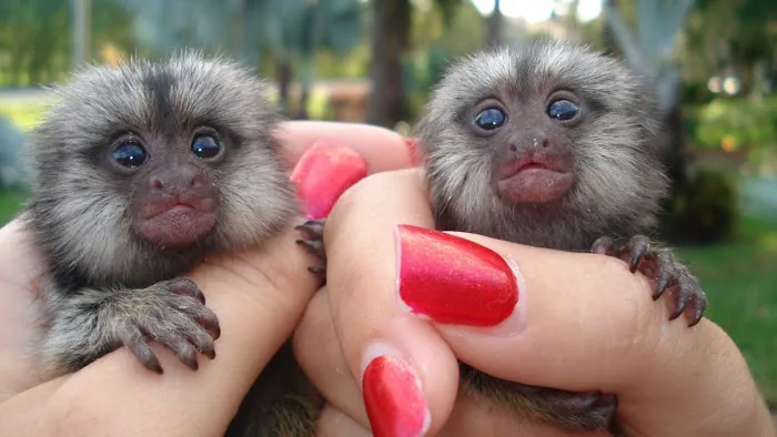 Katherine Baby Monkeys For Sale ( Capuchin monkeys for sale. Marmoset monkeys for sale. Spider & Woolly monkeys for sale) Picture 6