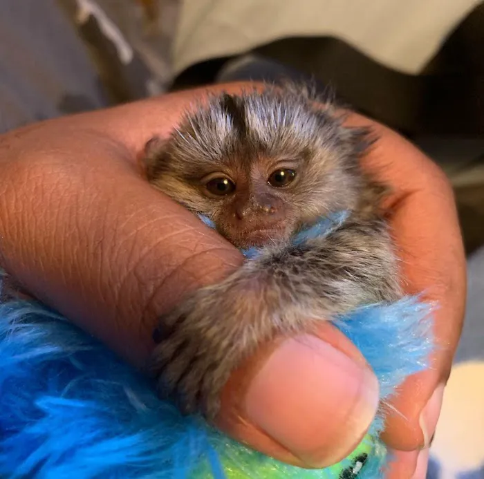 Katherine Baby Monkeys For Sale ( Capuchin monkeys for sale. Marmoset monkeys for sale. Spider & Woolly monkeys for sale) Picture 8