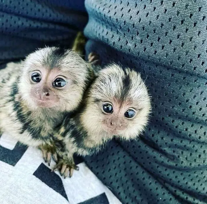 Katherine Baby Monkeys For Sale ( Capuchin monkeys for sale. Marmoset monkeys for sale. Spider & Woolly monkeys for sale) Picture 5