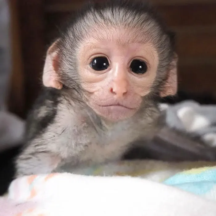 Katherine Baby Monkeys For Sale ( Capuchin monkeys for sale. Marmoset monkeys for sale. Spider & Woolly monkeys for sale) Picture 3