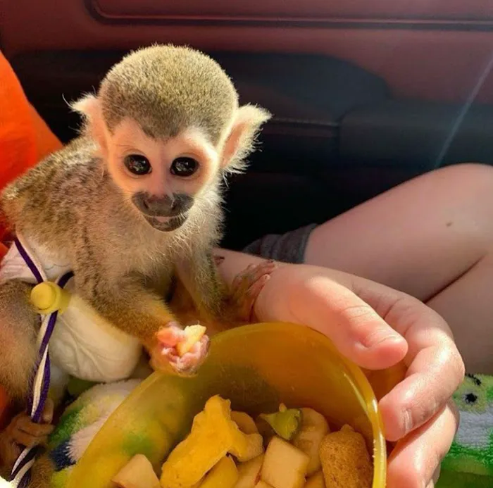 Katherine Baby Monkeys For Sale ( Capuchin monkeys for sale. Marmoset monkeys for sale. Spider & Woolly monkeys for sale) Picture 2