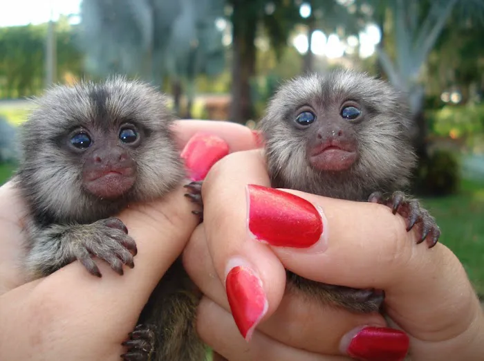 Katherine Baby Monkeys For Sale ( Capuchin monkeys for sale. Marmoset monkeys for sale. Spider & Woolly monkeys for sale) Picture 1