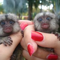 Katherine Baby Monkeys For Sale ( Capuchin monkeys for sale. Marmoset monkeys for sale. Spider & Woolly monkeys for sale) ico