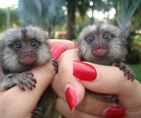 Katherine Baby Monkeys For Sale ( Capuchin monkeys for sale. Marmoset monkeys for sale. Spider & Woolly monkeys for sale)