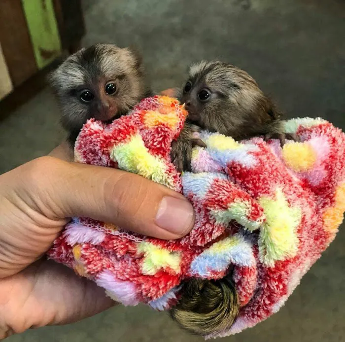 Katherine Baby Monkeys For Sale ( Capuchin monkeys for sale. Marmoset monkeys for sale. Spider & Woolly monkeys for sale) Picture 4