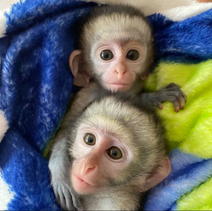 Katherine Baby Monkeys For Sale ( Capuchin monkeys for sale. Marmoset monkeys for sale. Spider & Woolly monkeys for sale) Picture 10