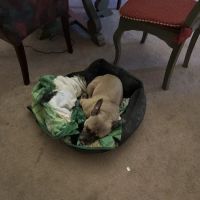 Banfield Pet Hospital ico