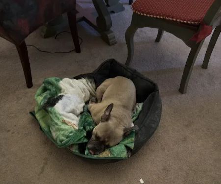Banfield Pet Hospital