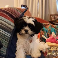 Pet Supplies Plus Hollywood ico