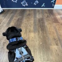 Veterinary Hospital ico